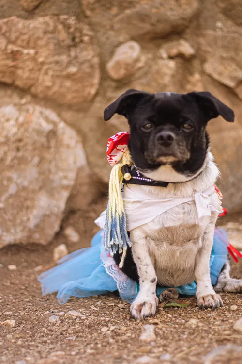 Boda pet friendly en Sitges